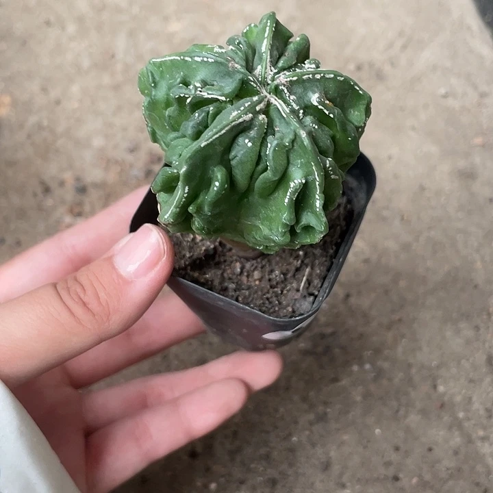 当前无花栽培后可以开花698干疤不售后