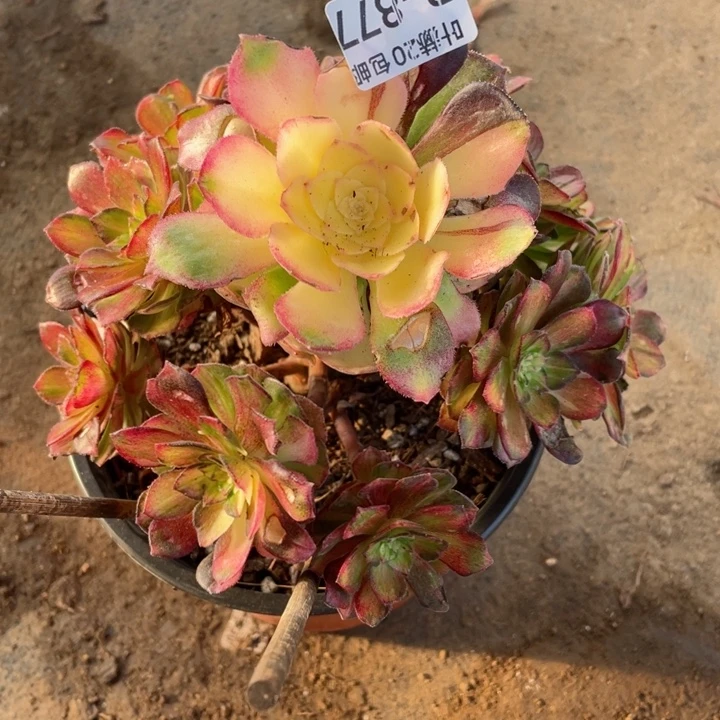 877龙鳞有断，11345678多肉