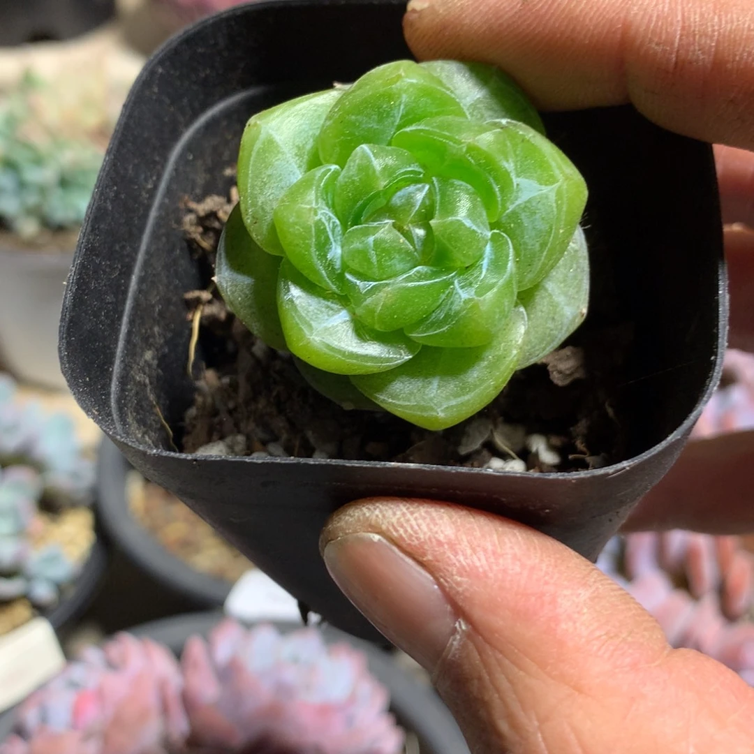 6454紫提珍妮多肉一颗4厘米