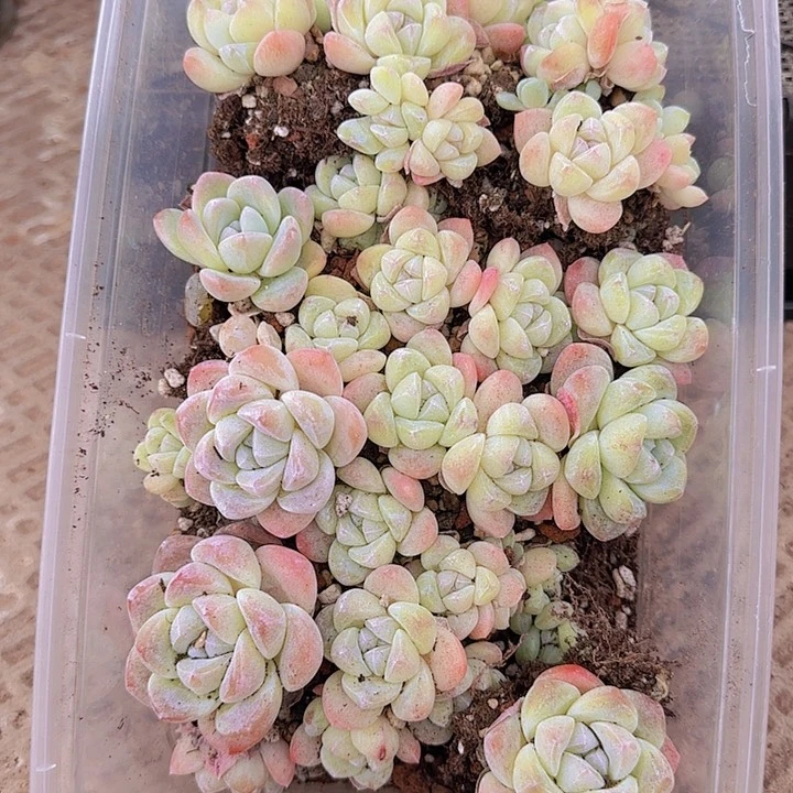 花时光精品多肉42