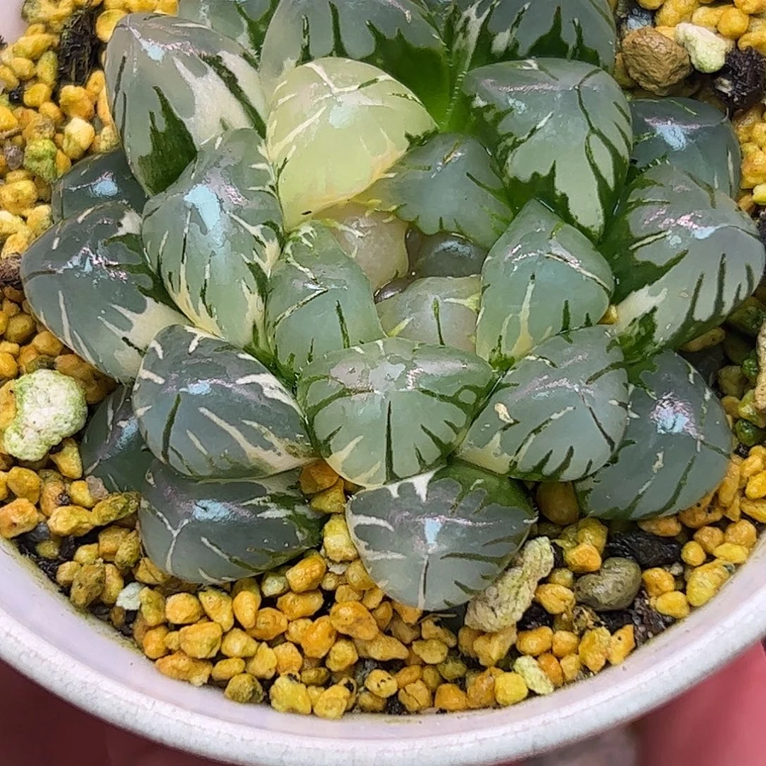 六公分母本水中月巨大化十二卷多肉