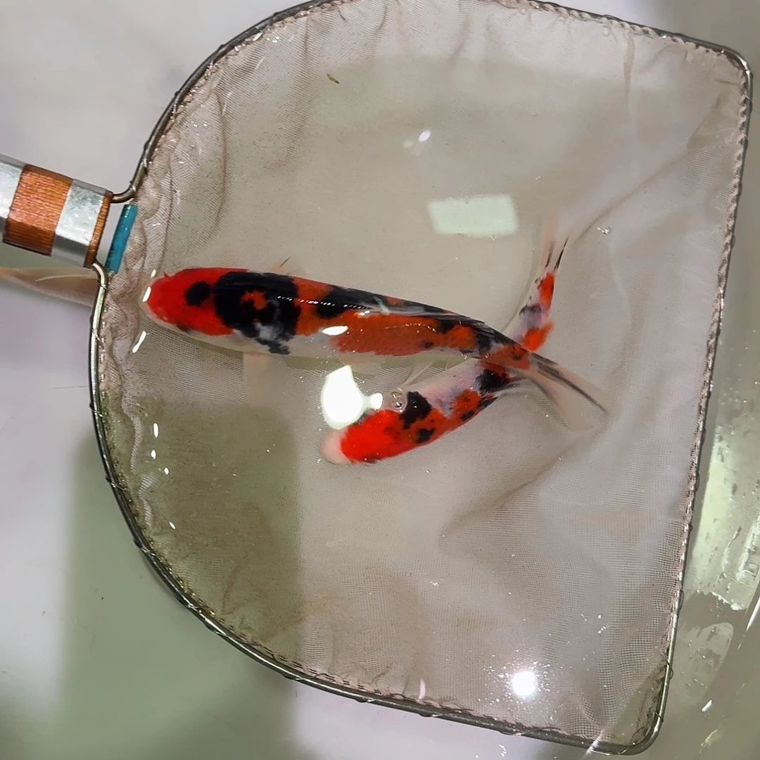 锦鲤阪井子一代大正三色幼鱼