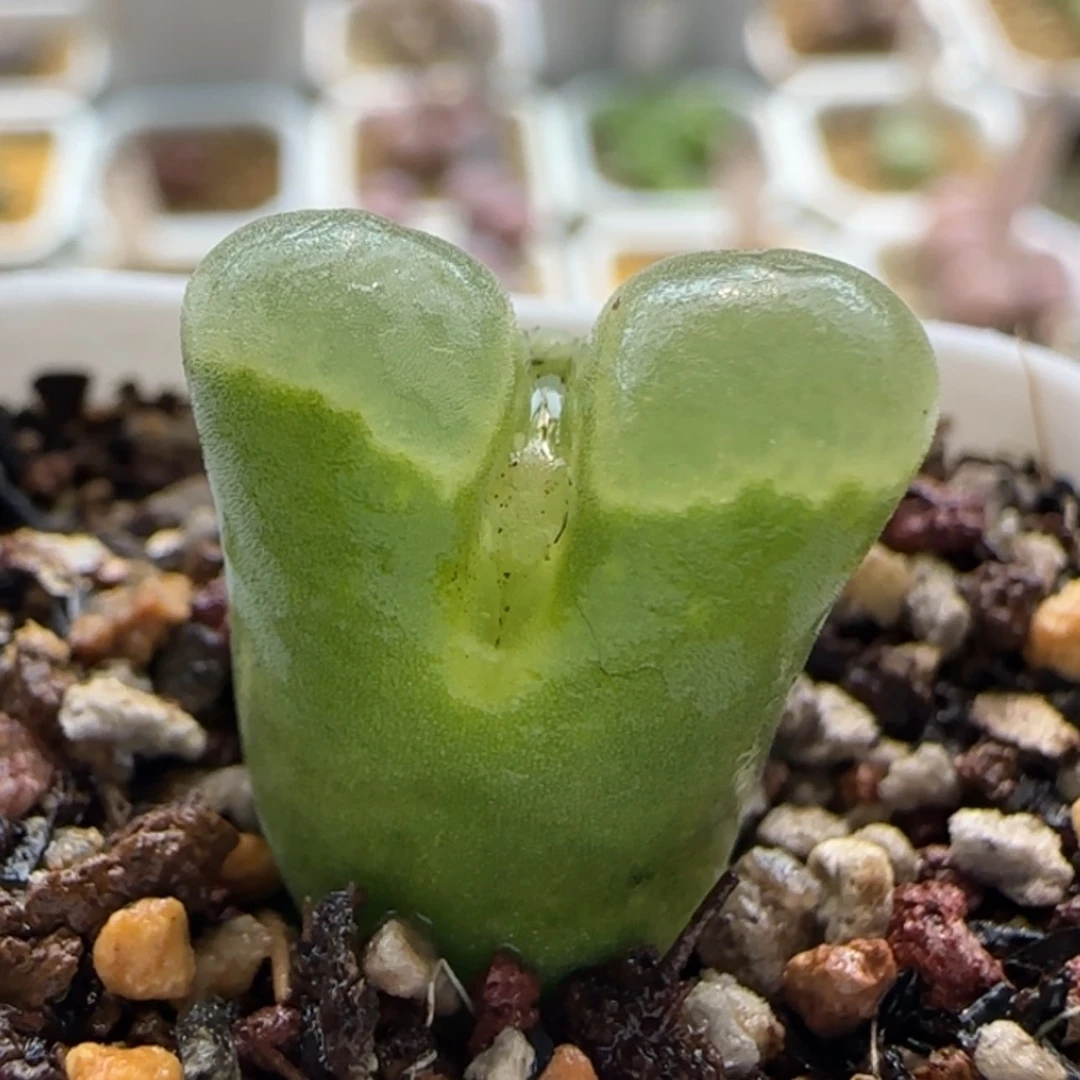 【闪购商品】20494