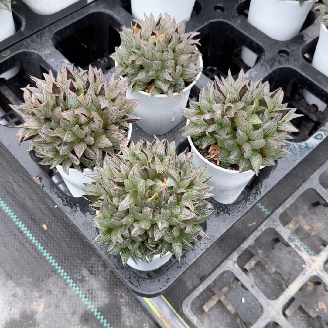 万象盆西瓜多肉植物一颗
