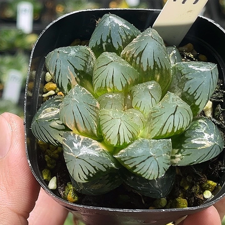 199紫王玉露锦头家多肉十二卷