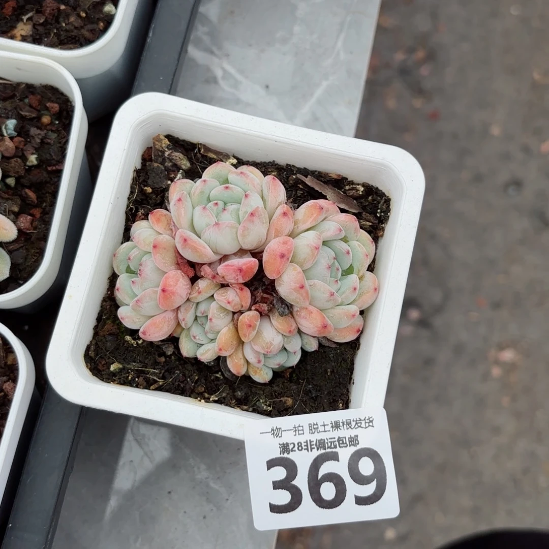 雪爪老桩无盆土发货