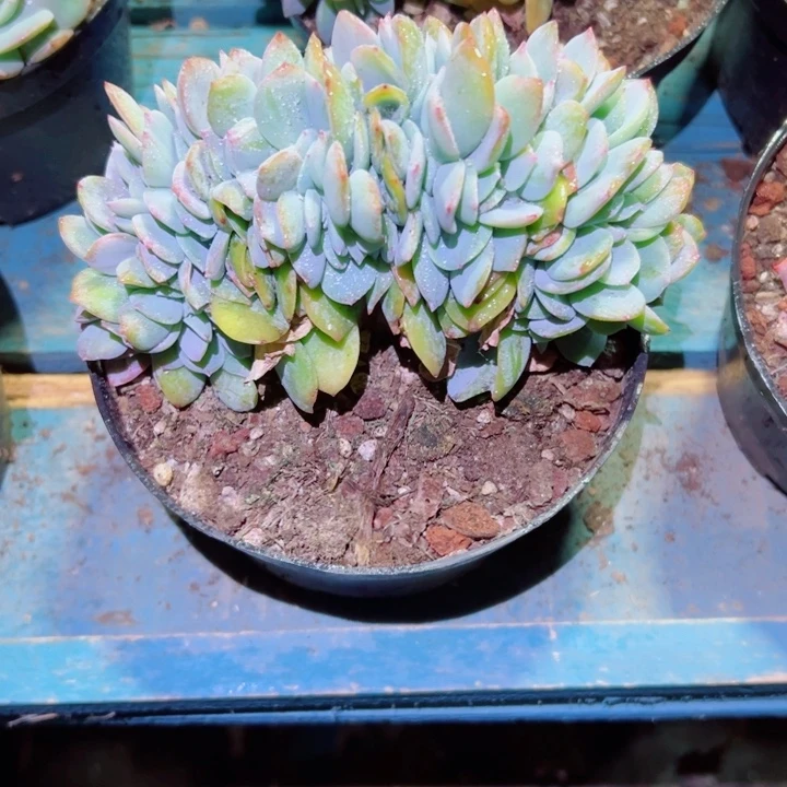 精品多肉植物白凤缀