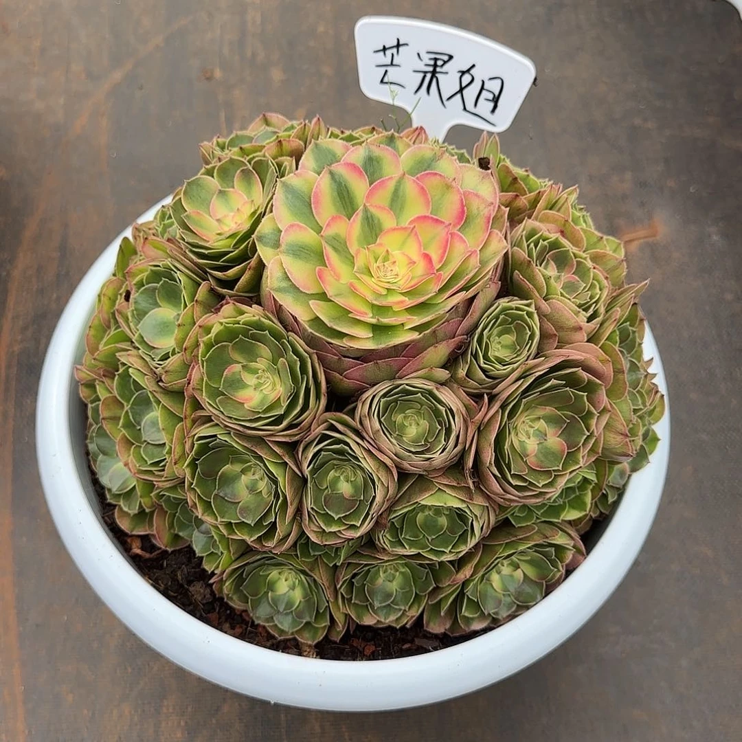 芒***喂8888寄养荔枝发货法师