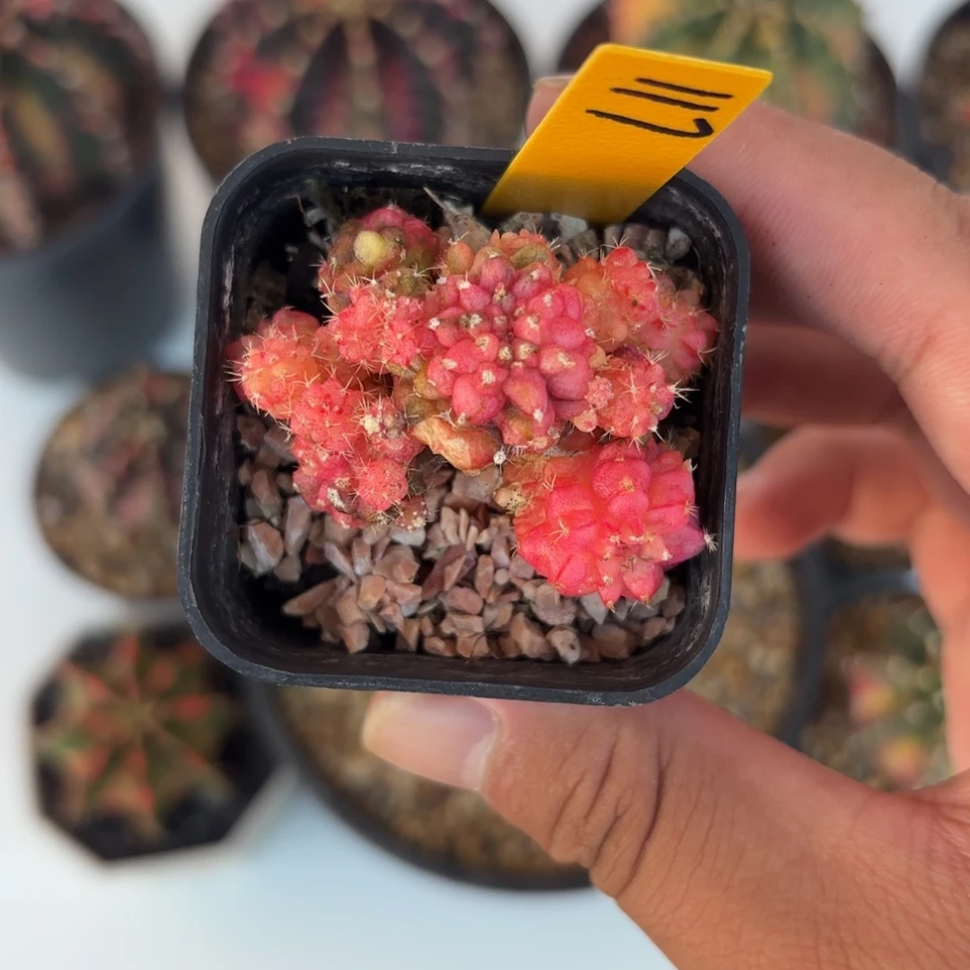 117-1216泰国发货多肉