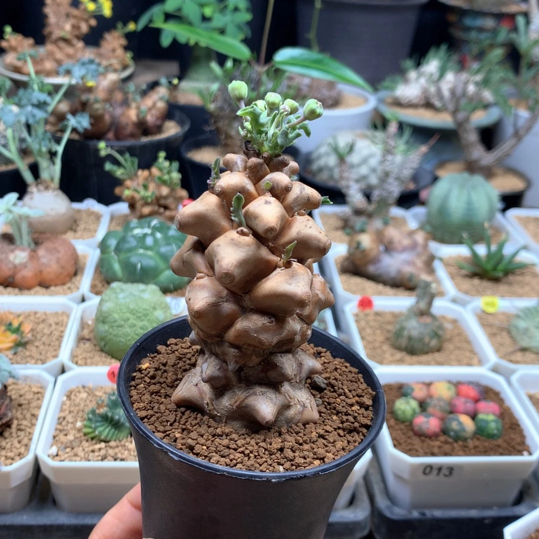蛮鬼塔厚敦菊带盆