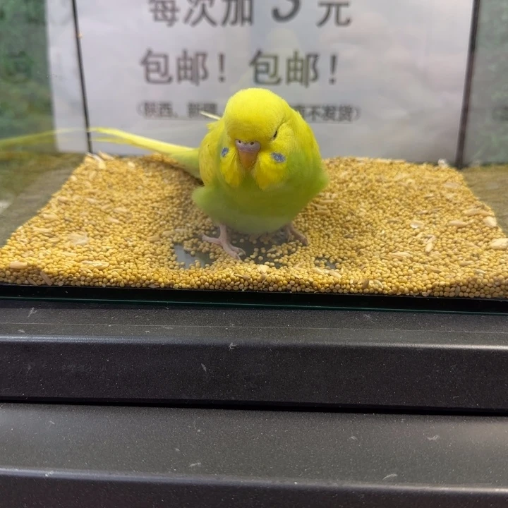 虎皮鹦鹉大头虎皮鹦鹉