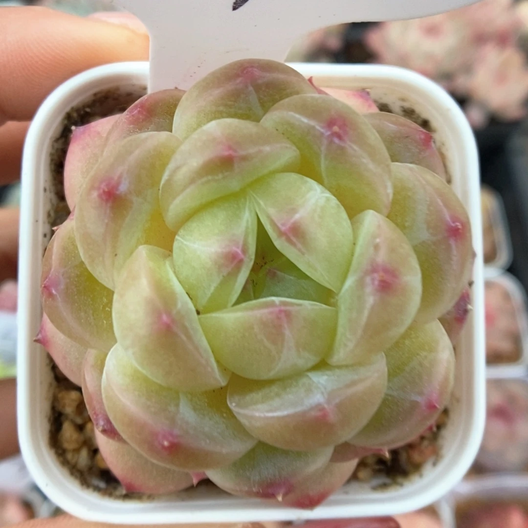 油透珍妮可拍561号。