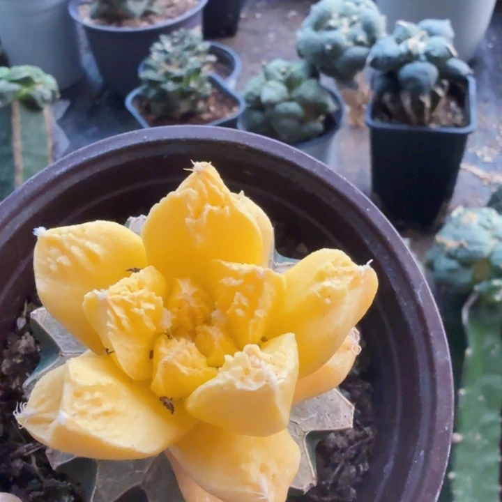 宝***象无花朵579哥龟牡丹锦仙人球