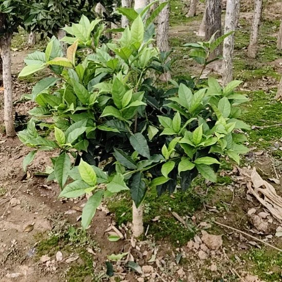 无花朵四季桂花四季金86