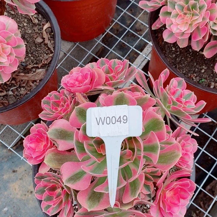 闪购法师1棵粉女巫0049