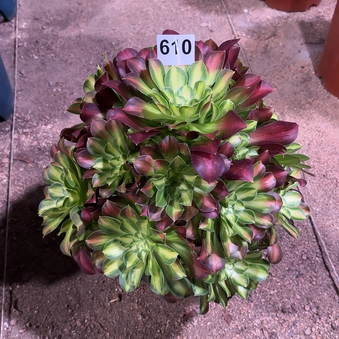 多肉法师韶华610