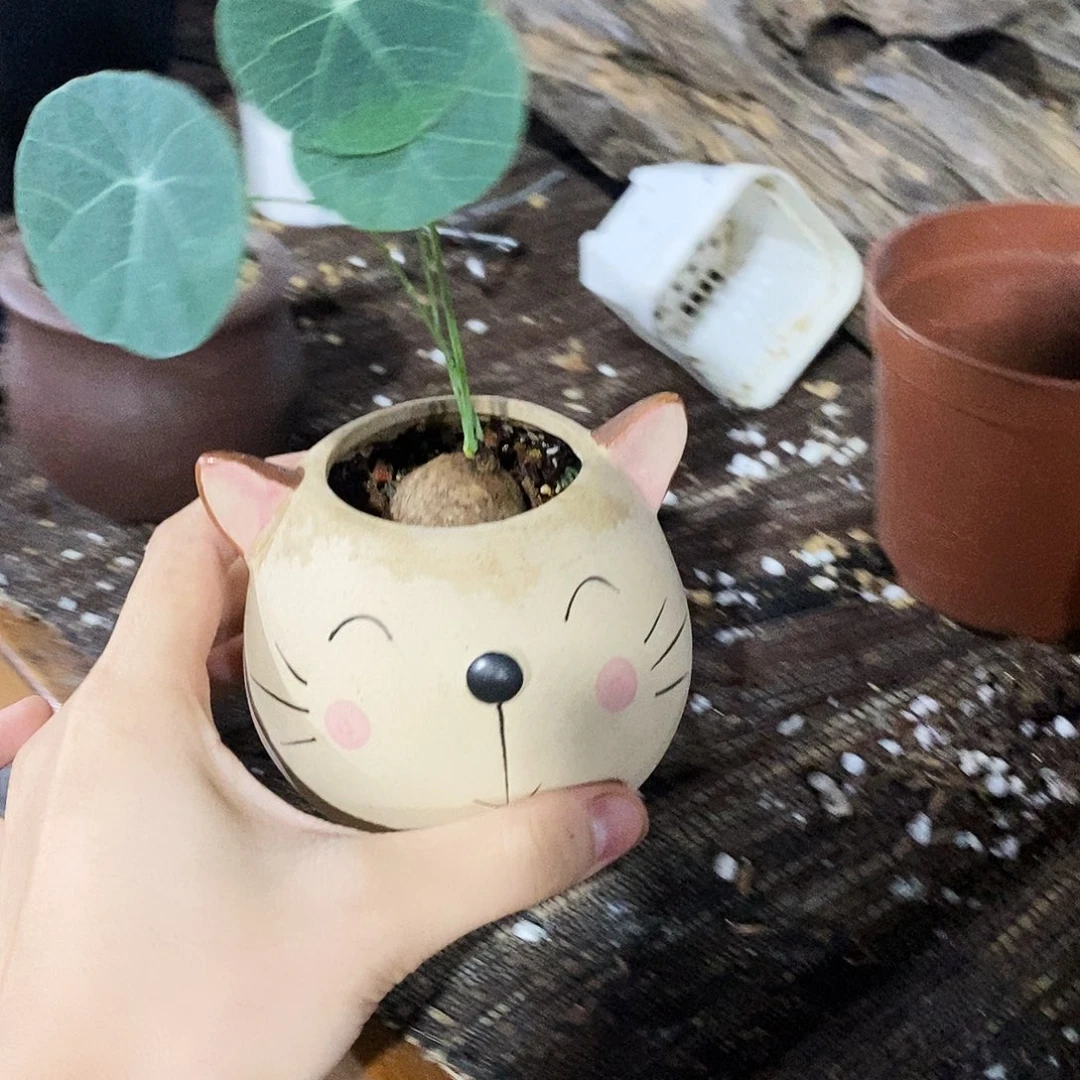 ****n素可泰一物一拍80