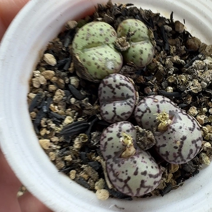 老马生石花安贞1421