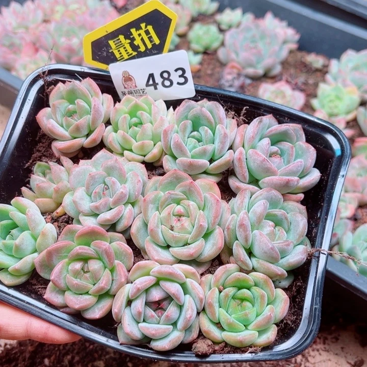 多肉植物多肉植物