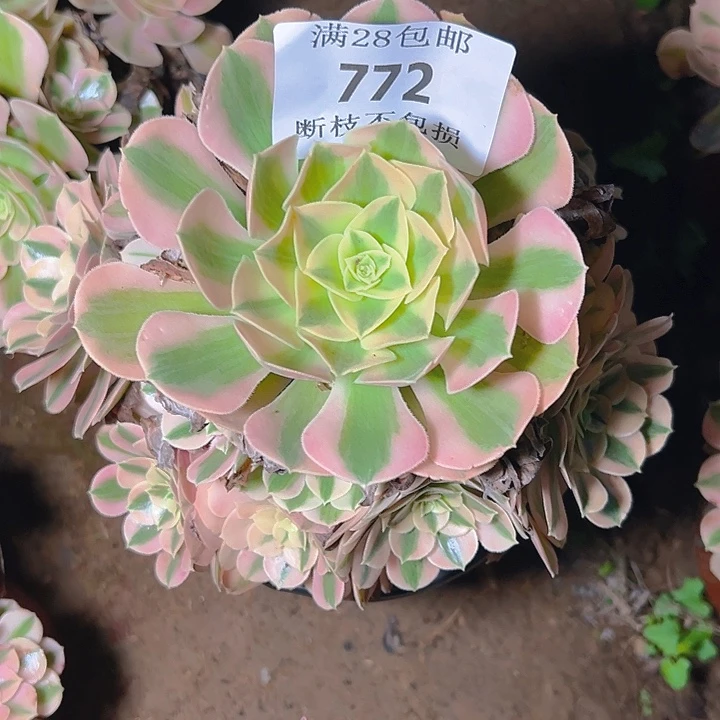 772粉女巫多肉植物