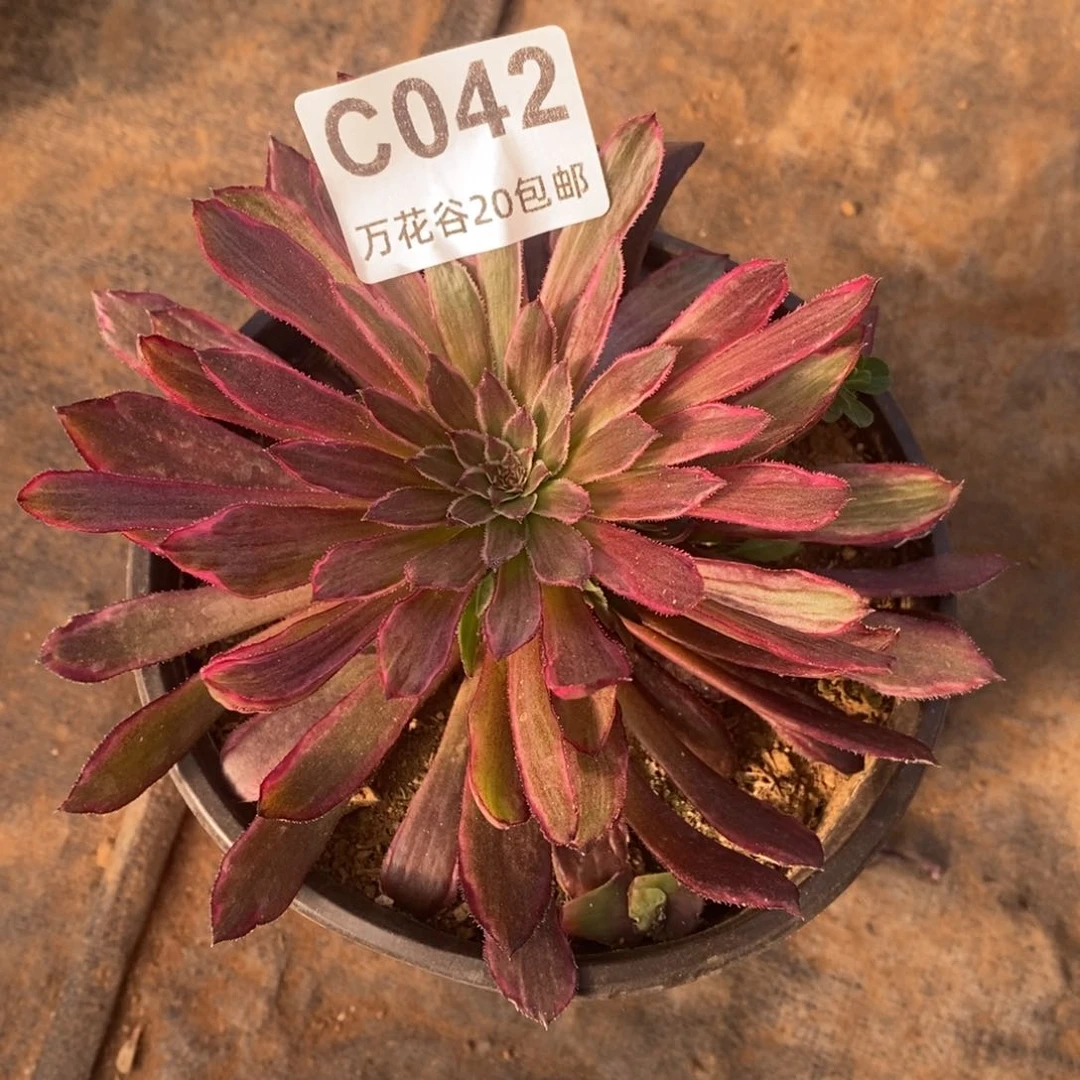 042梦幻满崽量拍多肉