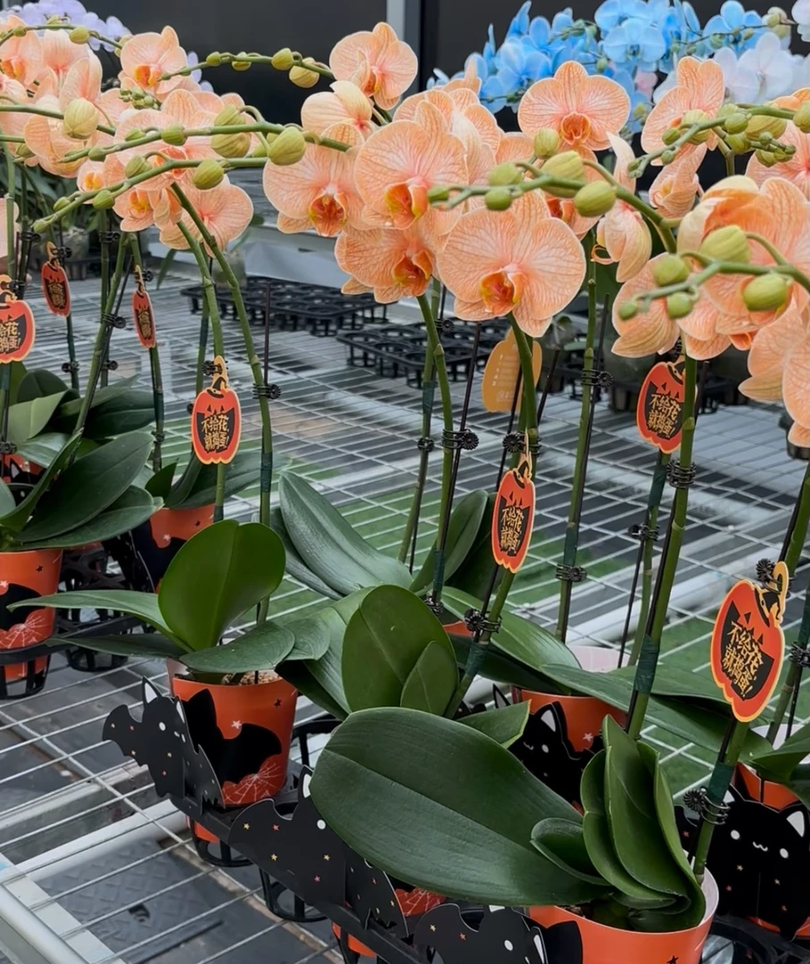 【万圣节系列】双剑橙色马卡龙蝴蝶兰 阿玛吸色品牌基地发货