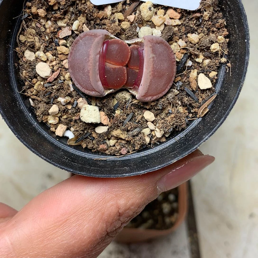 哎****?C697多肉植物保护研究所