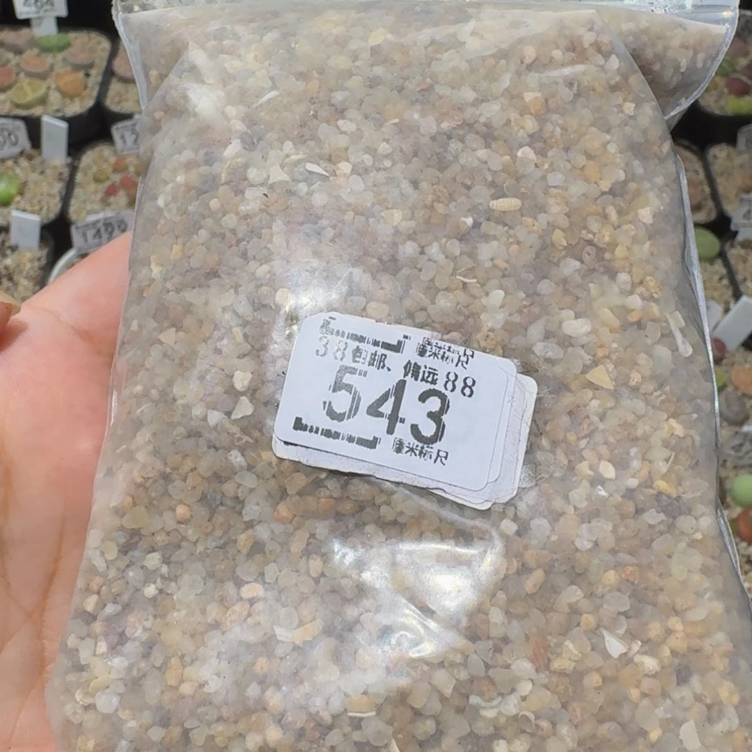 Ssss精品生石花543