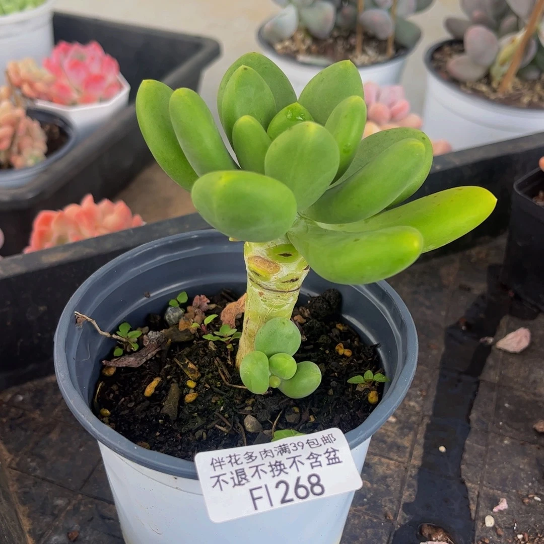 268-芒果奶多肉7cm