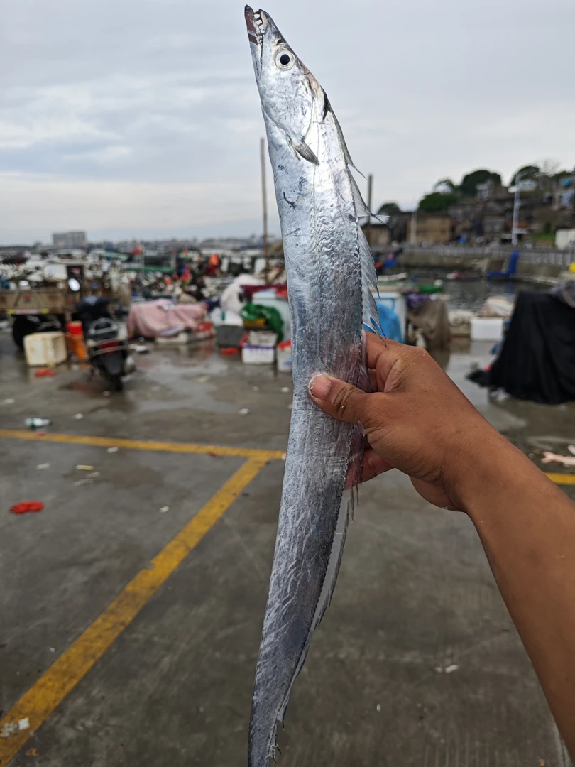 澳角码头浅海带鱼，7条左右顺丰冷链