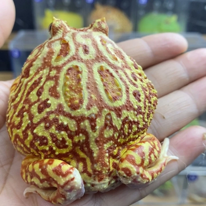 W***.角蛙446号大火龙角蛙哈哈