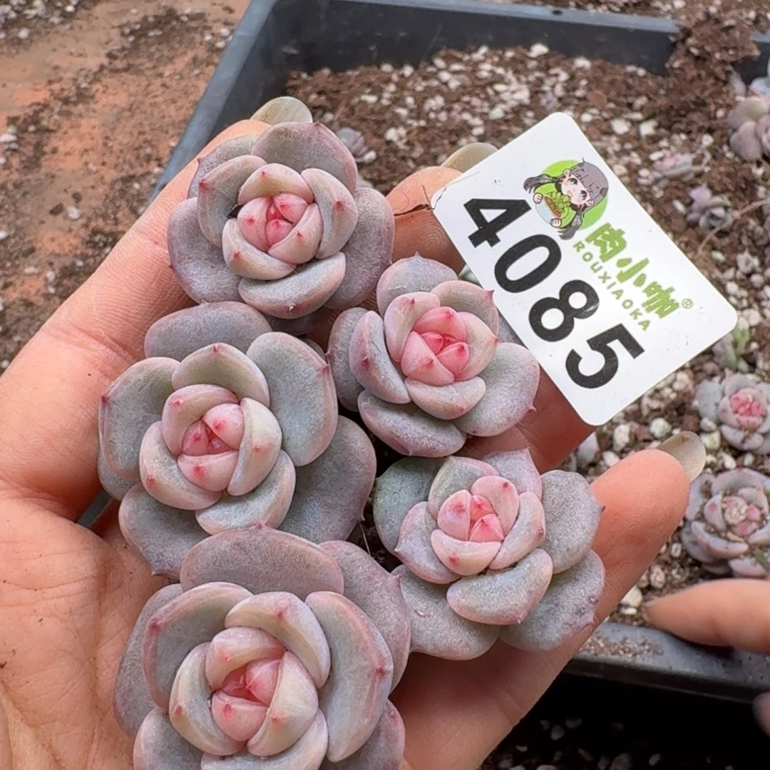 多肉植物多肉植物