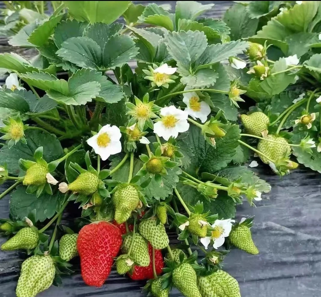 基地现挖草莓苗带花带果室内外种植