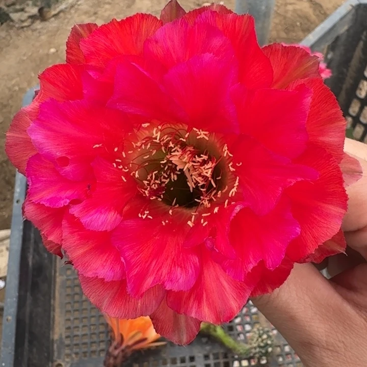 202彩草心火歪4公分左右无根侧牙，20包邮