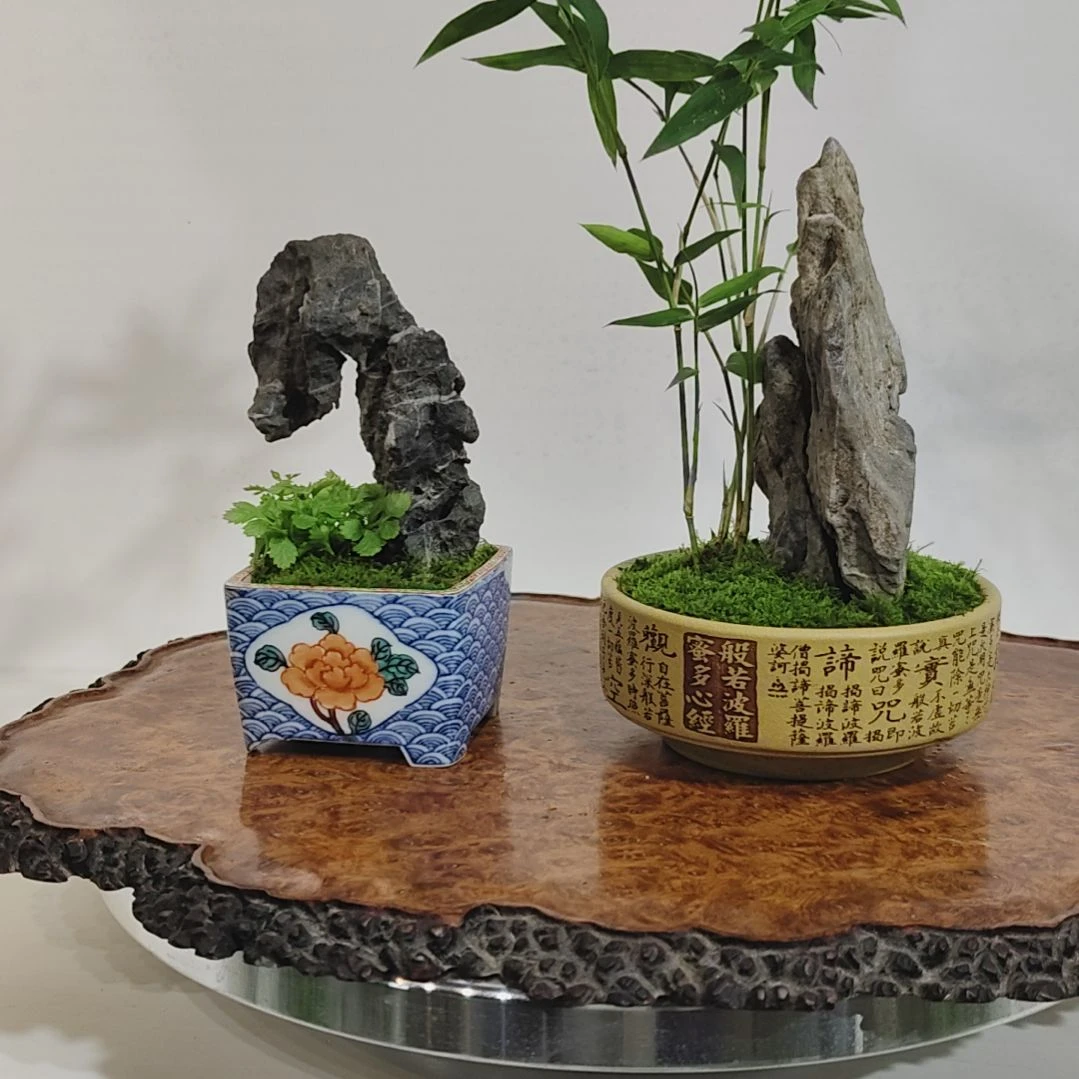 玉***堂无花朵盆景，凤尾竹，英石，，