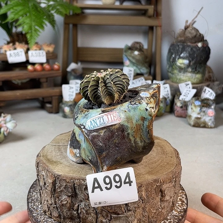 老杨孤品 内口4.5左右 不含肉 百搭