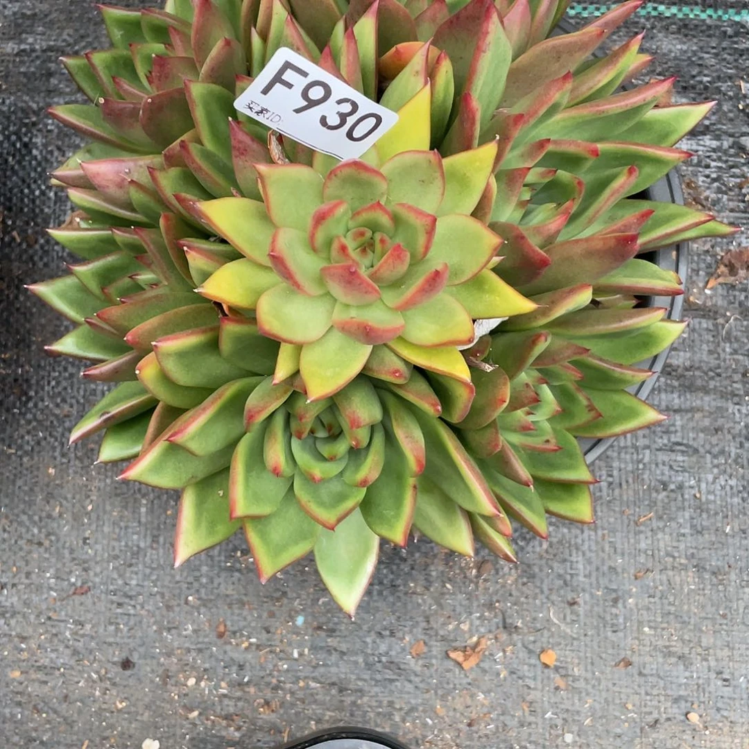 若如东云单拍F930