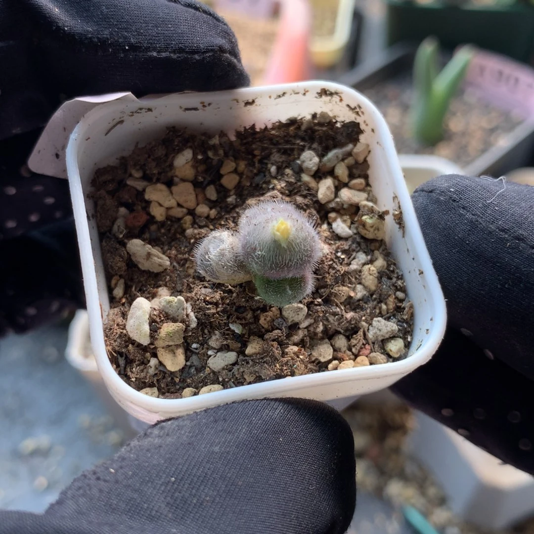 a266紫毛球母本一颗