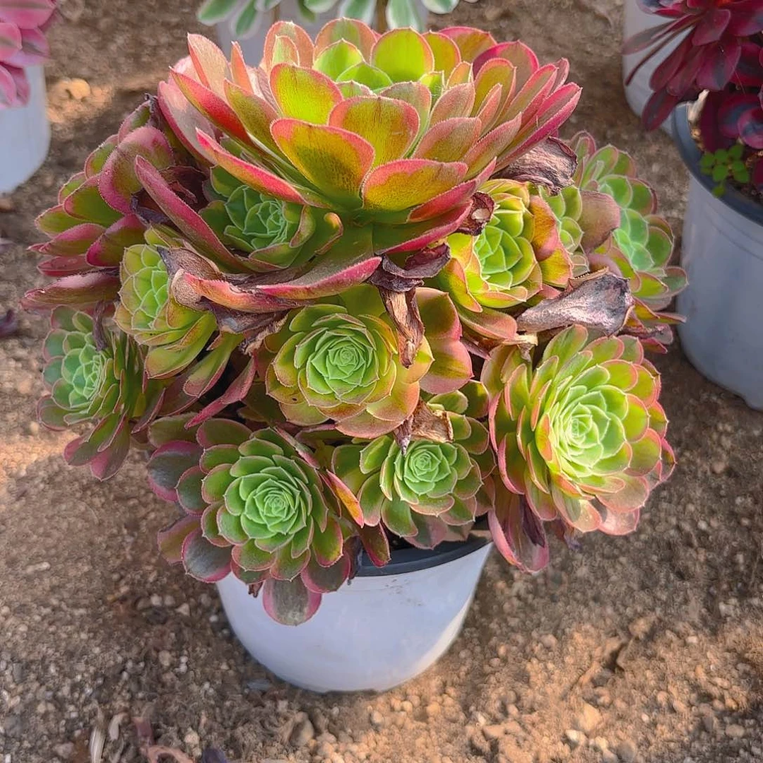 奶白多肉植物手捧