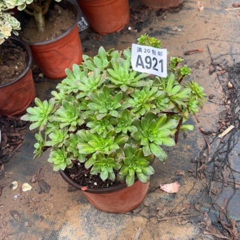 921花茶不包断枝