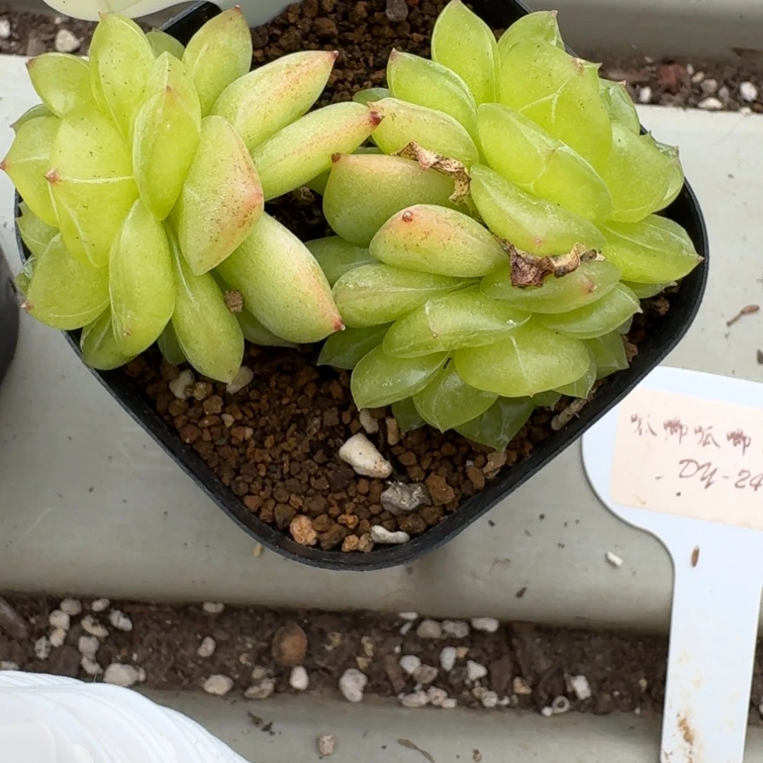 鱼****0926-018-3013不包整