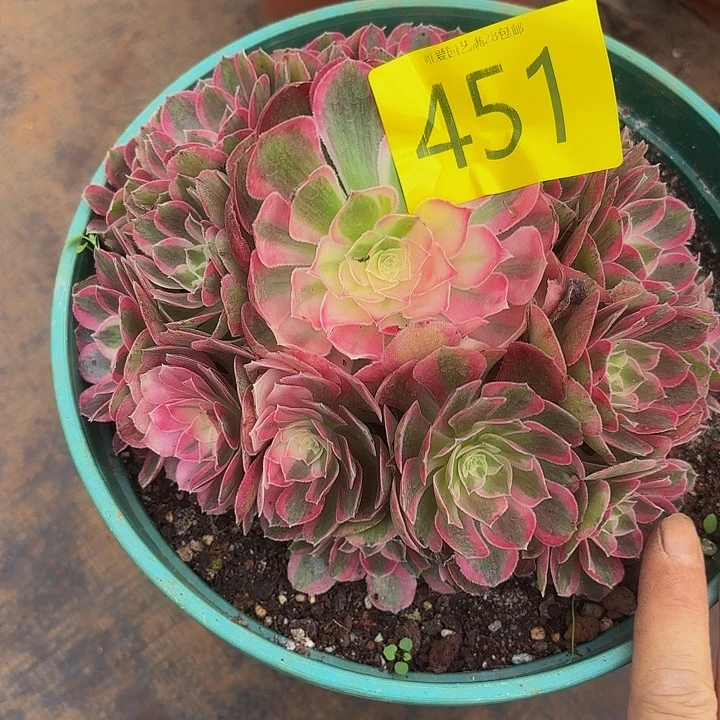 多肉植物福利451号