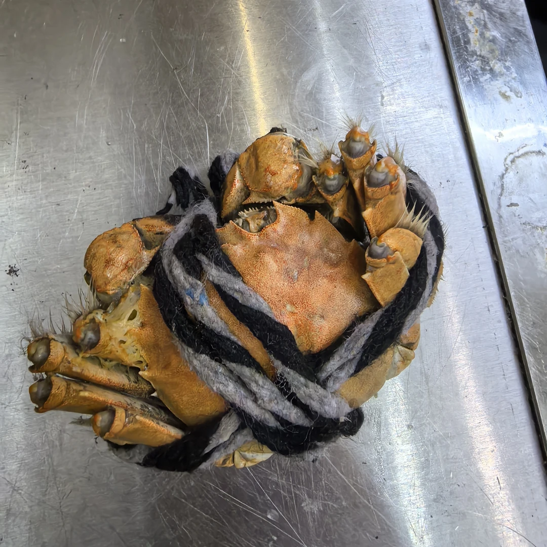 蒸烤熟食大河蟹49.9元一份6只装
