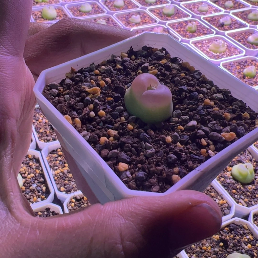 N***'11.3拉登多肉植物120