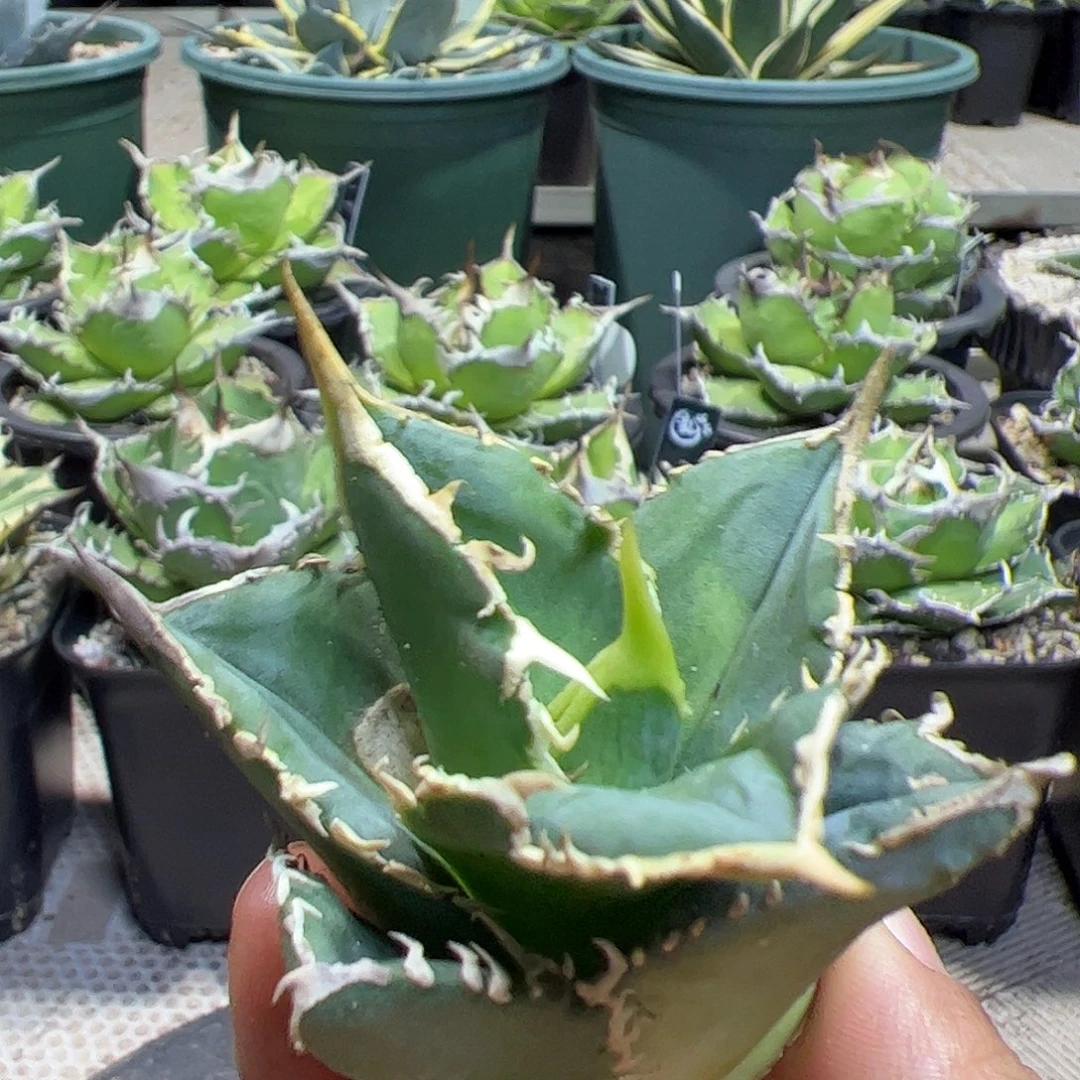 白豪刺龙舌兰顶芽