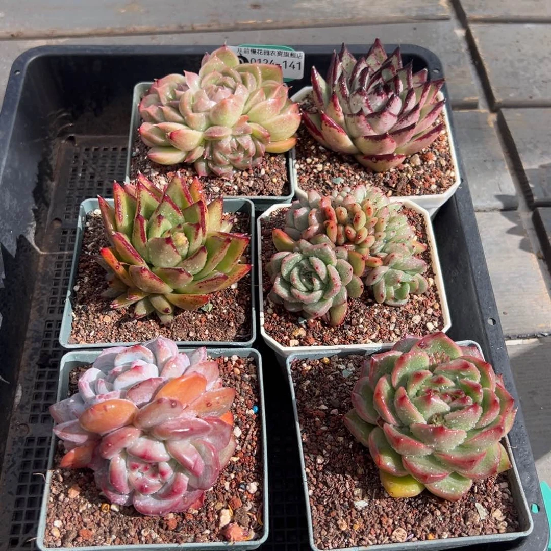 从前慢多肉精选编号0124.141