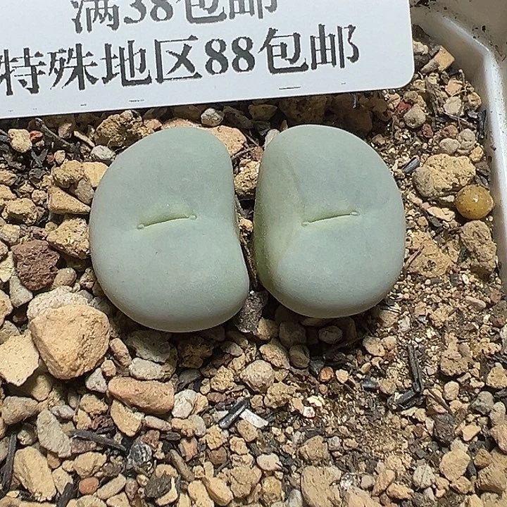 787号特价小红嘴多肉植物