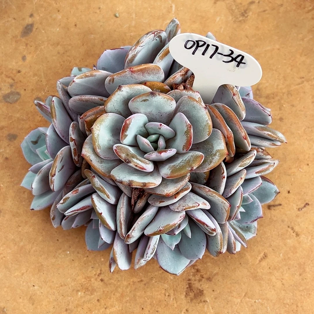 琳***琳0917-34奶茶手捧（微瑕）