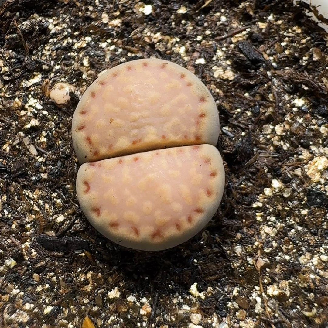 生石花23:：：。  117