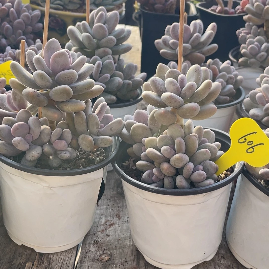 两盆蛋黄奶多肉植物606